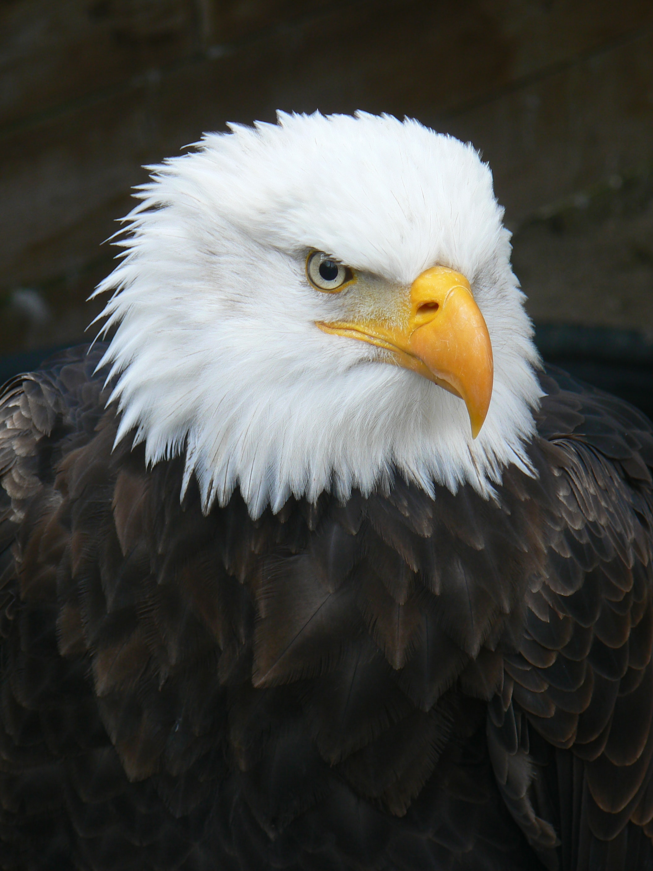Eagle3014